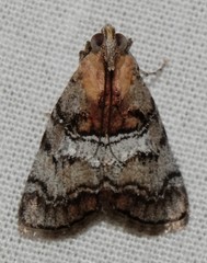 Pococera maritimalis