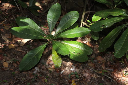 Cleidion vieillardii observed 2026-07-03