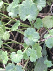 Ranunculus parviflorus