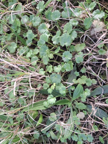 Ranunculus parviflorus, photograph 2