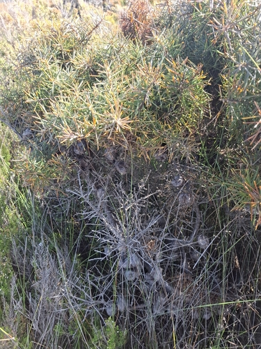 Hakea gibbosa, photograph 1