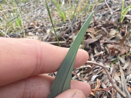 Dianella longifolia