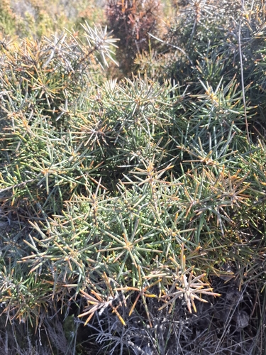 Hakea gibbosa, photograph 2