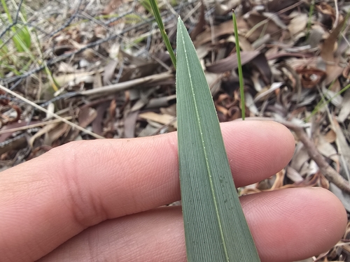 Dianella longifolia, photograph 1