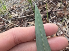 Dianella longifolia, photograph (c) Josh, some rights reserved (CC BY)