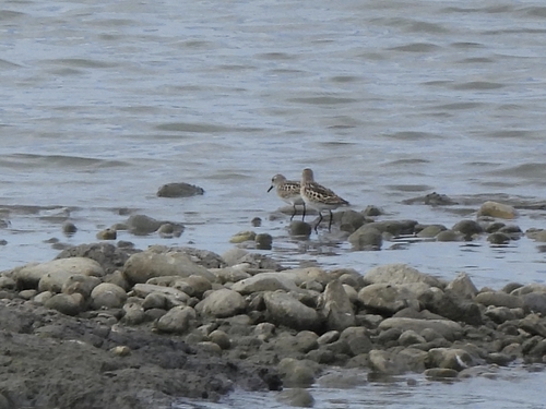 Little Stint