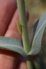Pagaronia confusa