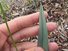 Dianella longifolia, photograph (c) Josh, some rights reserved (CC BY)