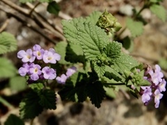 Lantana megapotamica