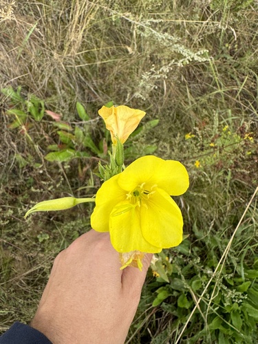 Наблюдение на iNaturalist