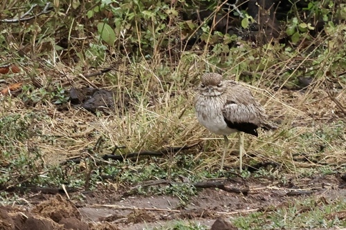 iNaturalist image