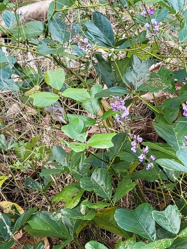 Vandasina retusa observed 2026-08-26