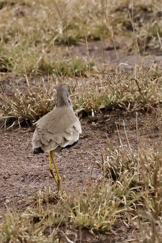 iNaturalist image