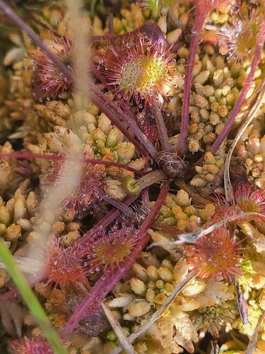 round-leaved sundew