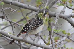 Trachyphonus darnaudii