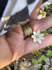 Thalictrum thalictroides