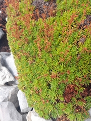 Saxifraga exarata