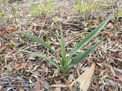 Dianella longifolia, photograph 3