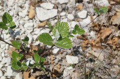 Aria umbellata