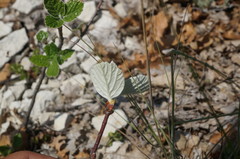 Aria umbellata