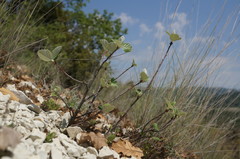 Aria umbellata