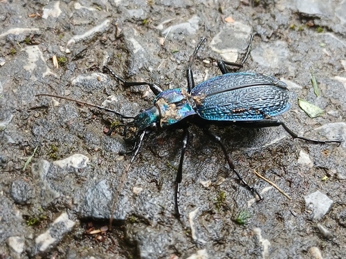 Blue Ground Beetle