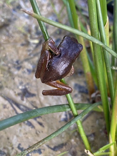Southern Brown Tree Frog