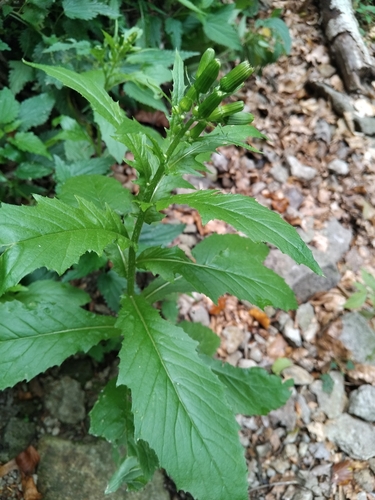 American burnweed