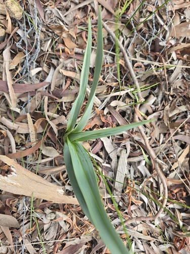 Dianella longifolia, photograph 4