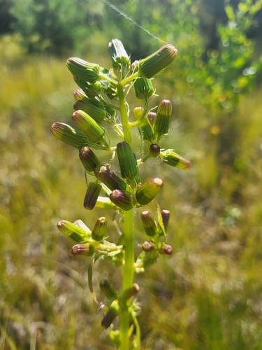 American burnweed