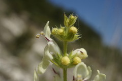 Stachys atherocalyx