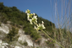 Stachys atherocalyx