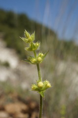 Stachys atherocalyx