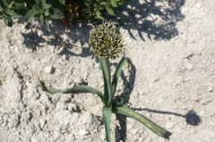 Allium cyrillii