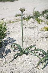 Allium cyrillii