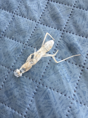Transcaucasian Giant Mantis