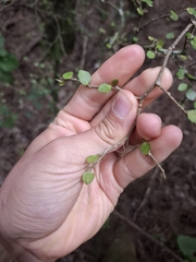 (c) Sean T, some rights reserved (CC BY) Melicytus micranthus, photograph (c) Sean T, some rights reserved (CC BY)