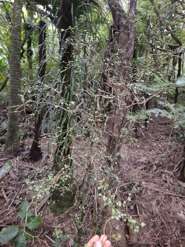 Melicytus micranthus, photograph 5
