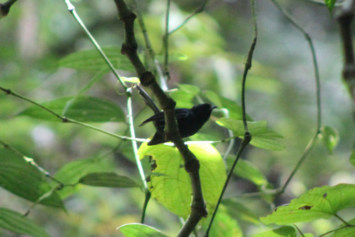 Symposiachrus axillaris observed 2026-08-24