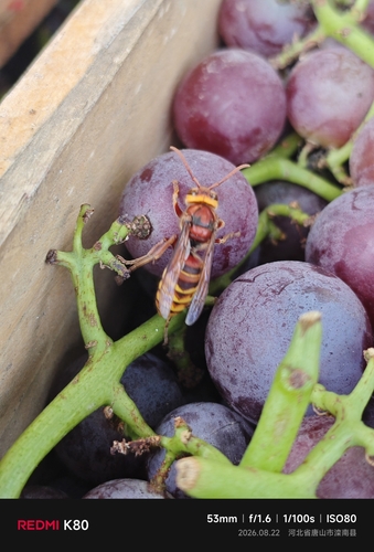 European Hornet