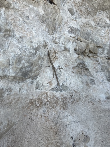 Mediterranean stick insect