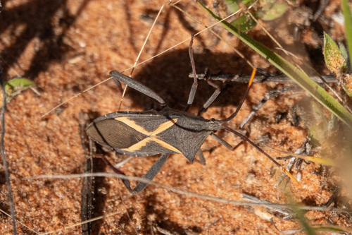 Crusader Bug