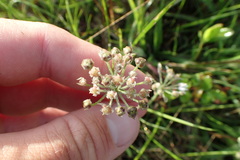 Allium drummondii