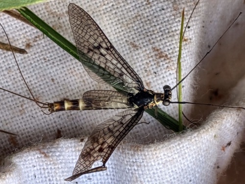 Green drake mayfly