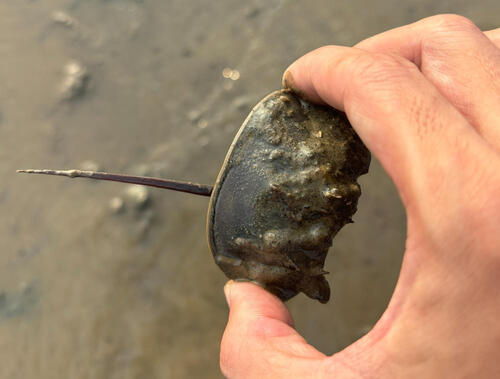 Tachypleus tridentatus photograph by the iNaturalist community