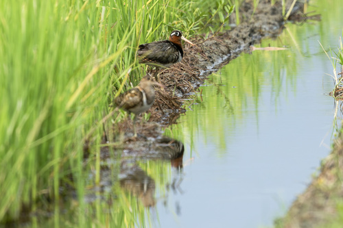 iNaturalist image