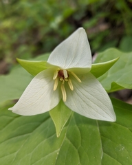 Trillium simile