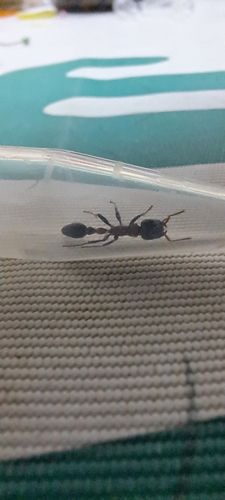 Arboreal Bicolored Slender Ant