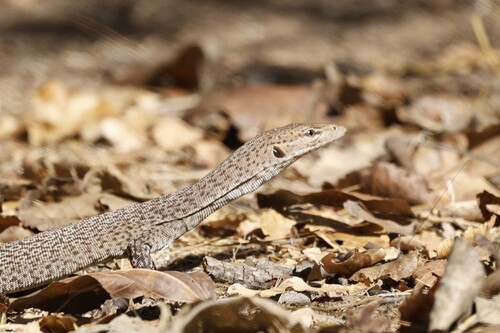 Black-tailed Monitor