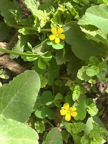 Creeping Woodsorrel